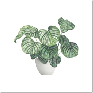 Potted Calathea Plant Posters and Art